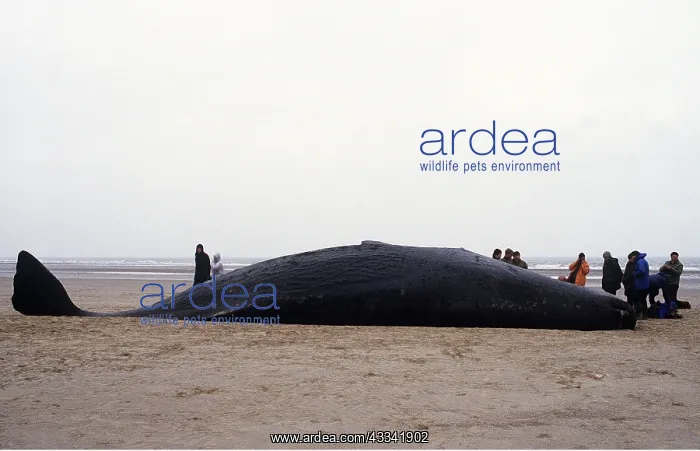 : SPERM WHALE - dead on beach after becoming beached : SPERM WHALE - dead on beach after becoming beached