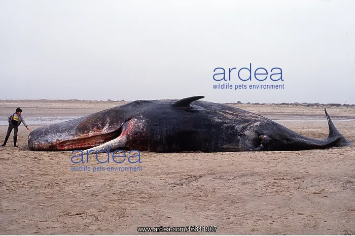 : SPERM WHALE - dead on beach, after becoming beached : SPERM WHALE - dead on beach, after becoming beached