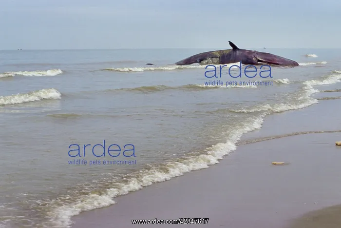 : Sperm Whale - dead specimen on the beach : Sperm Whale - dead specimen on the beach