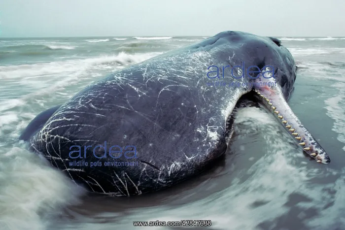 : Sperm Whale - dead specimen on the beach : Sperm Whale - dead specimen on the beach