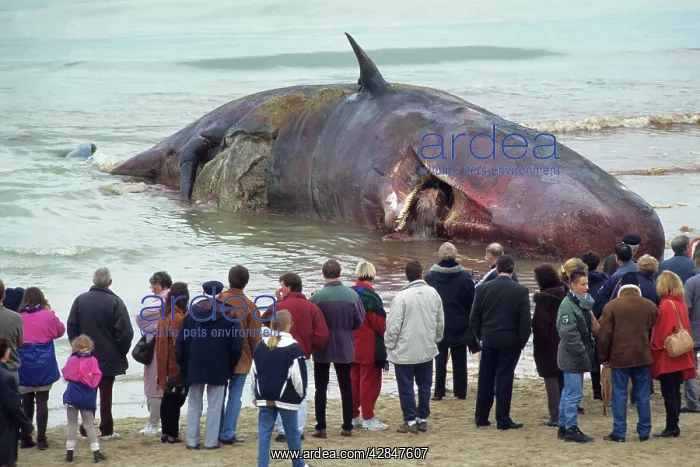 : Sperm Whale - dead specimen on the beach - with onlookers : Sperm Whale - dead specimen on the beach - with onlookers