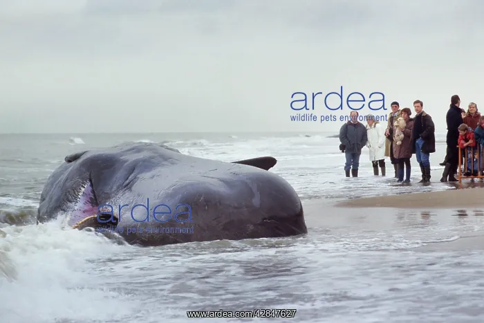  : Sperm Whale - dead specimen on the beach - with onlookers
