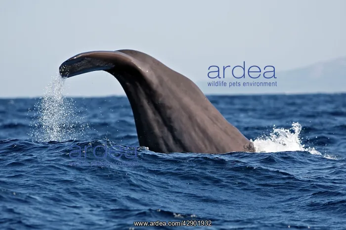 : Sperm Whale - diving : Sperm Whale - diving