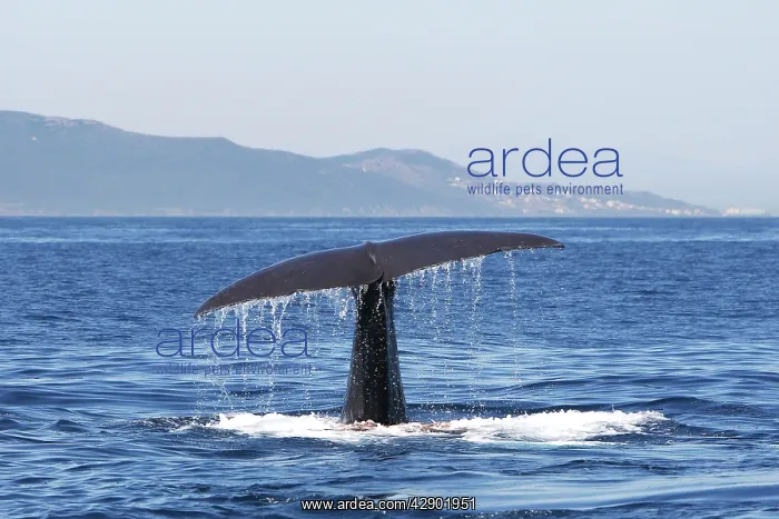: Sperm Whale - diving : Sperm Whale - diving