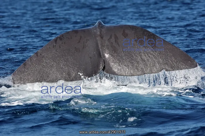 : Sperm Whale - diving : Sperm Whale - diving
