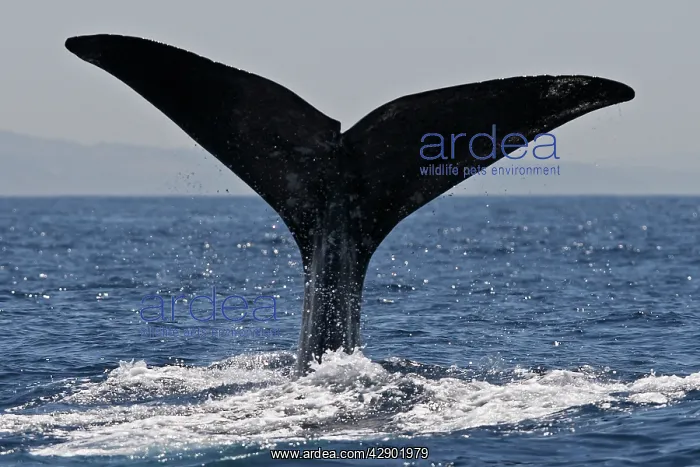 : Sperm Whale - diving : Sperm Whale - diving