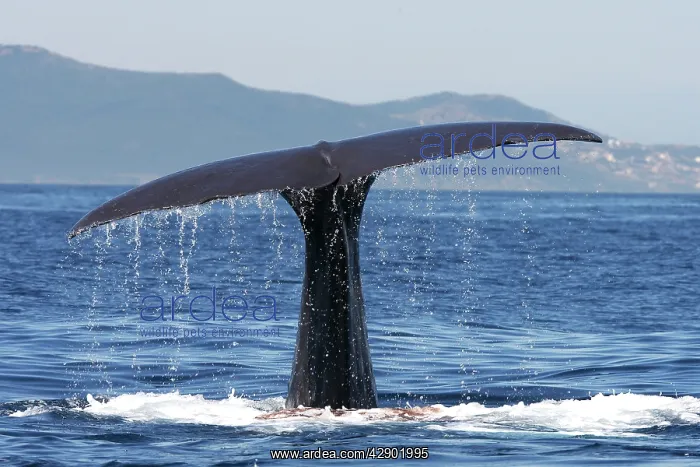 : Sperm Whale - diving : Sperm Whale - diving