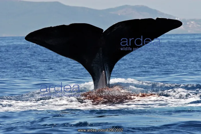 : Sperm Whale - diving : Sperm Whale - diving