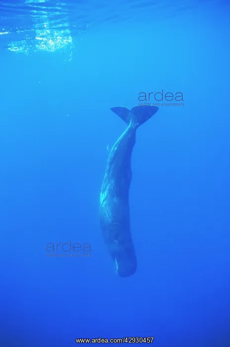 : Sperm Whale - diving : Sperm Whale - diving