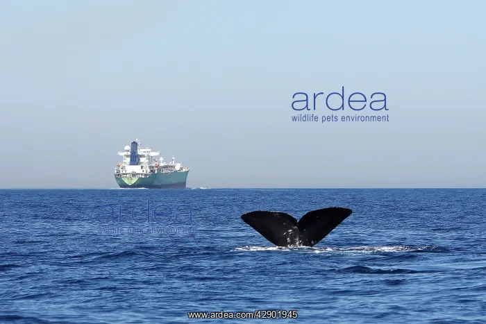 : Sperm Whale - diving with cargo ship in background : Sperm Whale - diving with cargo ship in background