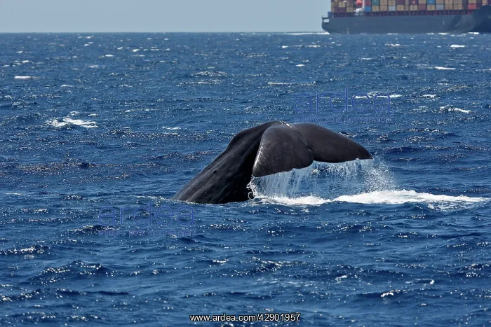 : Sperm Whale - diving with cargo ship in background : Sperm Whale - diving with cargo ship in background