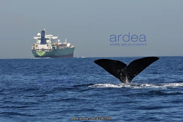 : Sperm Whale - diving with cargo ship in background : Sperm Whale - diving with cargo ship in background