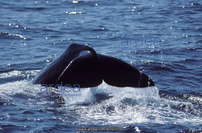 : Sperm whale - Flukes : Sperm whale - Flukes
