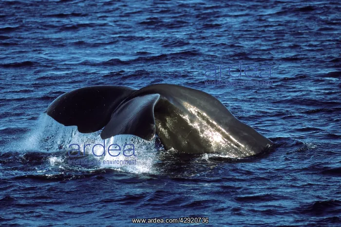 : Sperm whale - flukes : Sperm whale - flukes