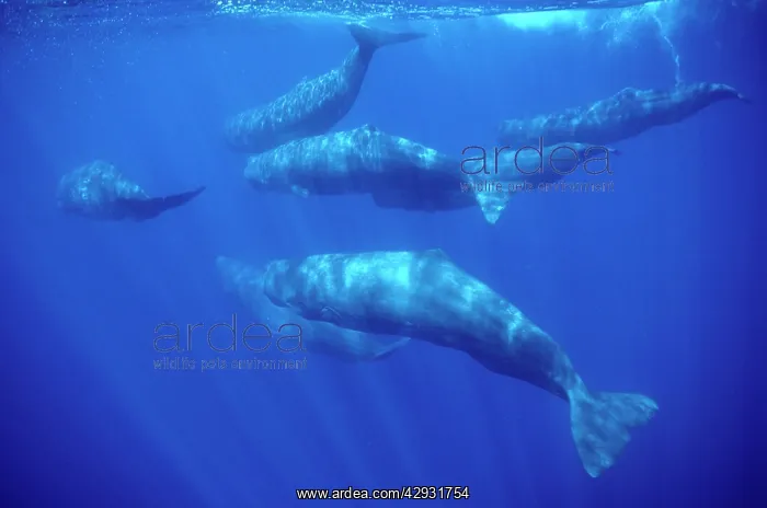 : Sperm whale - Group of females and young : Sperm whale - Group of females and young
