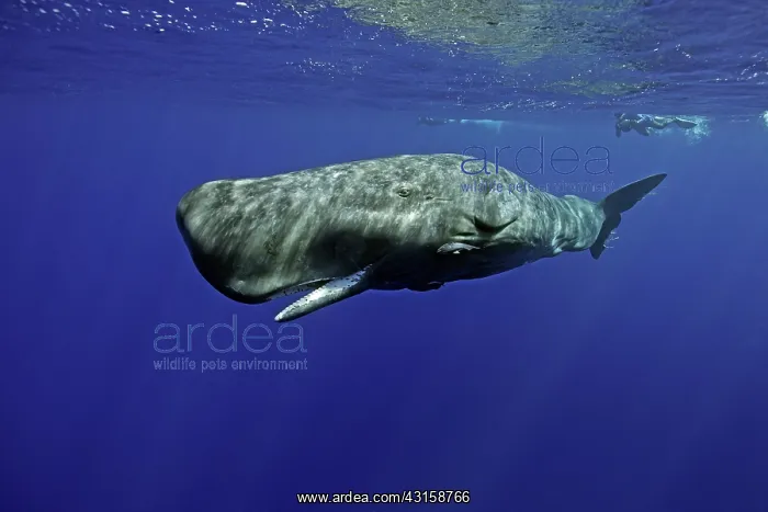 : Sperm whale, Physeter macrocephalus, opening the : Sperm whale, Physeter macrocephalus, opening the