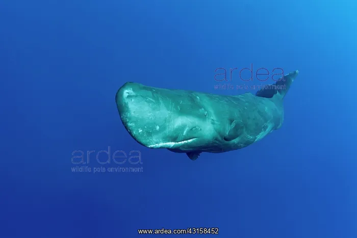 : Sperm whale, Physeter macrocephalus, Vulnerable : Sperm whale, Physeter macrocephalus, Vulnerable