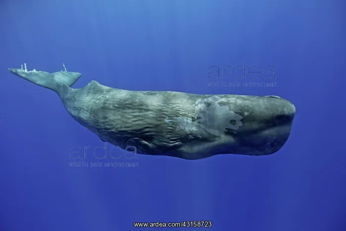 : Sperm whale, Physeter macrocephalus, Vulnerable : Sperm whale, Physeter macrocephalus, Vulnerable