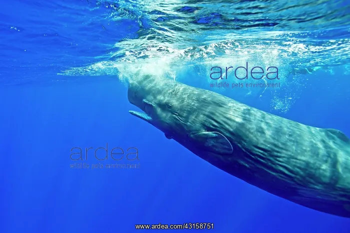 : Sperm whale, Physeter macrocephalus, Vulnerable : Sperm whale, Physeter macrocephalus, Vulnerable