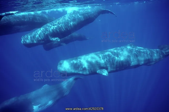 : Sperm whale - pod underwater : Sperm whale - pod underwater