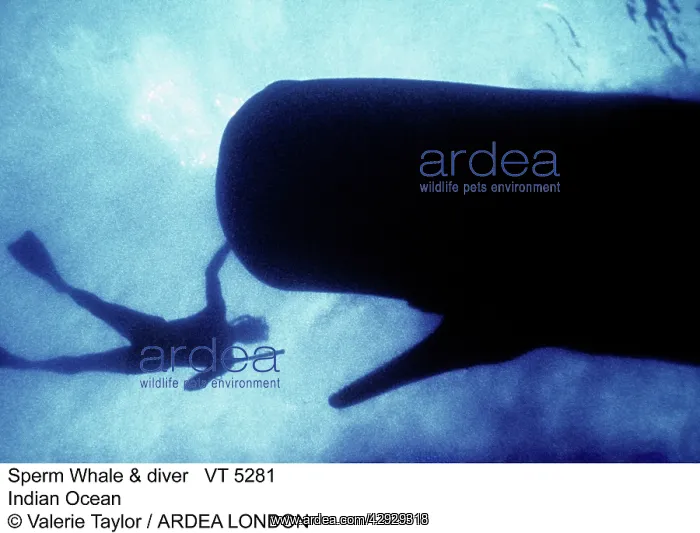 : Sperm WHALE - with scuba diver : Sperm WHALE - with scuba diver