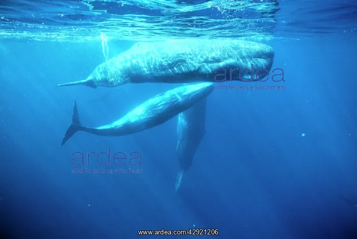 : Sperm whale - Social group adult and juveniles : Sperm whale - Social group adult and juveniles