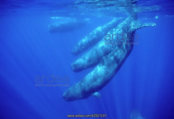 : Sperm whale - Social group, females and juveniles : Sperm whale - Social group, females and juveniles