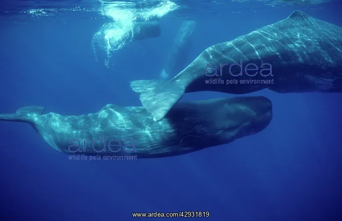 : Sperm whale - Social group of females and youngs : Sperm whale - Social group of females and youngs
