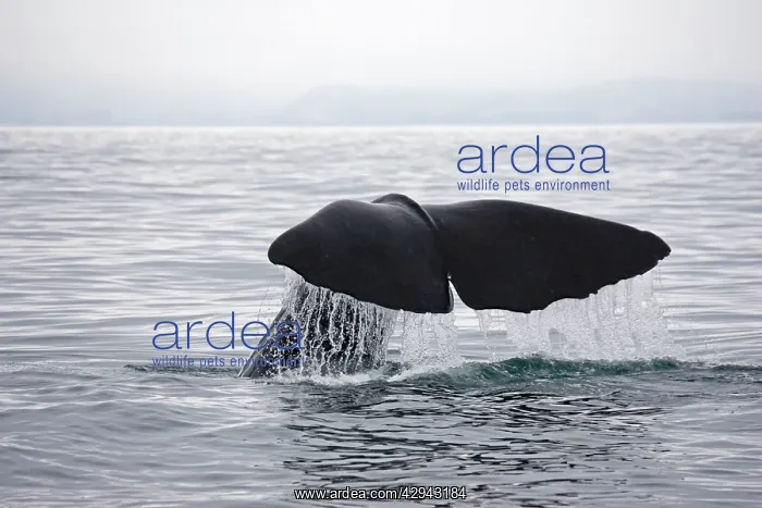 : Sperm Whale - tail fluke shedding water droplets : Sperm Whale - tail fluke shedding water droplets