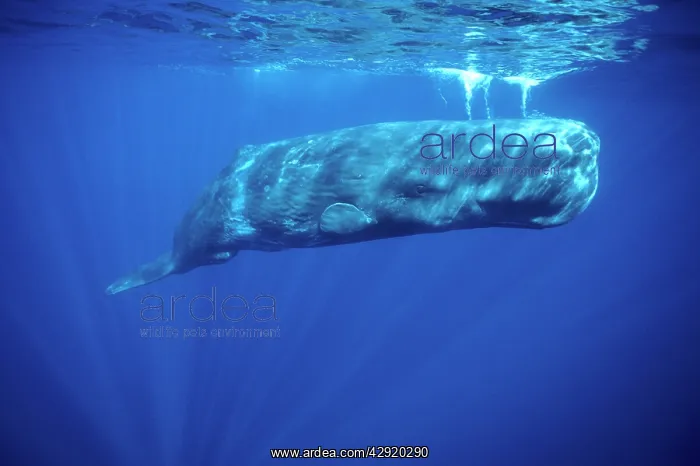 : Sperm Whale - Underwater : Sperm Whale - Underwater