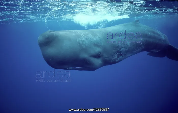 : Sperm Whale - underwater : Sperm Whale - underwater