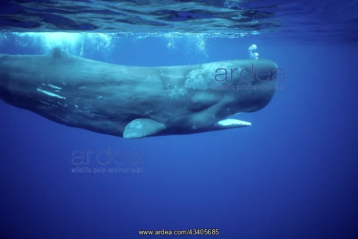 : Sperm Whale - underwater : Sperm Whale - underwater