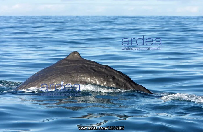 : Sperm whale - The whale is arching its back before diving : Sperm whale - The whale is arching its back before diving