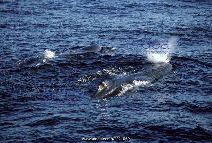 : SPERM WHALES - TWO BLOWING : SPERM WHALES - TWO BLOWING