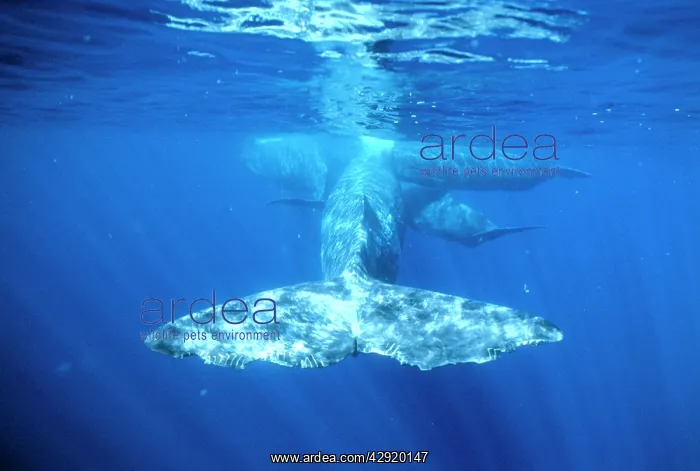 : Sperm Whales - Killer Whale / Orca tooth marks on tail : Sperm Whales - Killer Whale / Orca tooth marks on tail