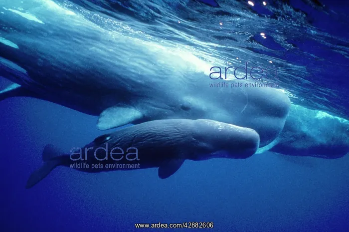 : SPERM WHALES - Mother, daughter support new calf : SPERM WHALES - Mother, daughter support new calf