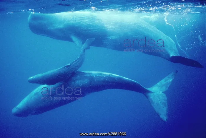 : SPERM WHALES - Mother, daughters & new calf : SPERM WHALES - Mother, daughters & new calf