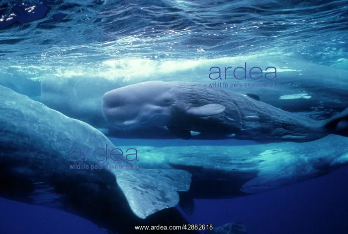 : SPERM WHALES - Mother, daughters & new calf : SPERM WHALES - Mother, daughters & new calf