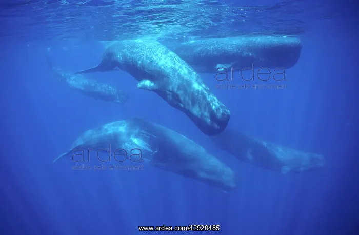 : SPERM WHALES - POD UNDERWATER : SPERM WHALES - POD UNDERWATER