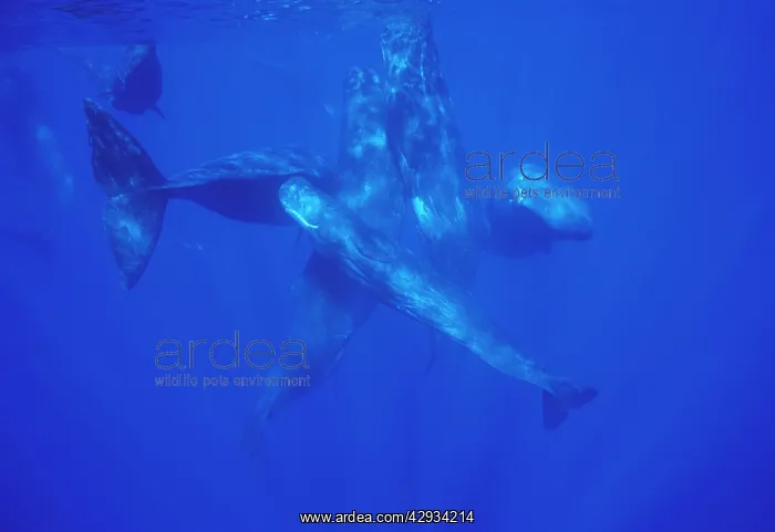 : Sperm Whales - Social group of females, juveniles, calves : Sperm Whales - Social group of females, juveniles, calves
