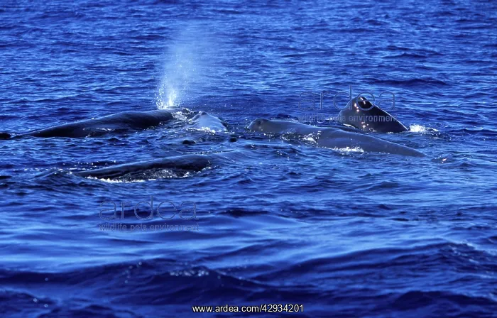: Sperm Whales - Social group of females, juveniles : Sperm Whales - Social group of females, juveniles