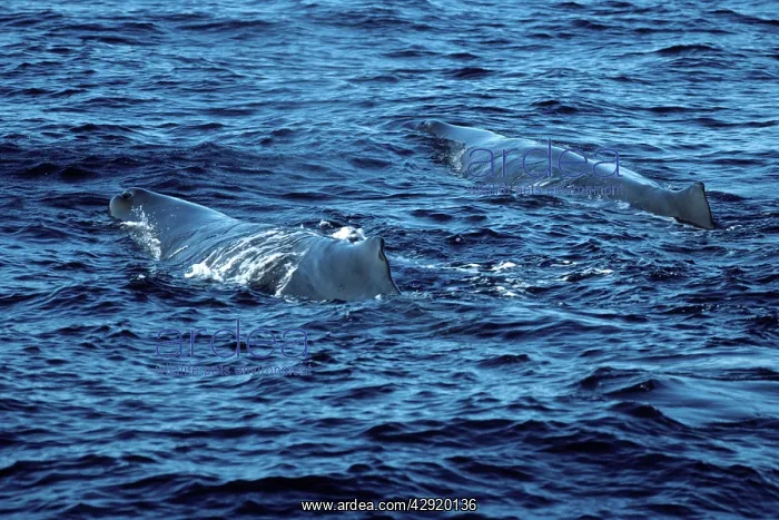 : SPERM WHALES - two at surface : SPERM WHALES - two at surface