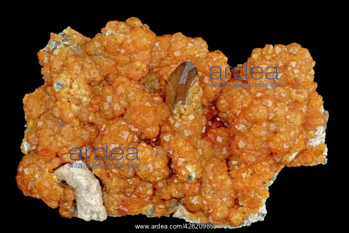 : Spessartine Garnet (Mn3Al2Si3O12) with Smoky Quartz : Spessartine Garnet (Mn3Al2Si3O12) with Smoky Quartz