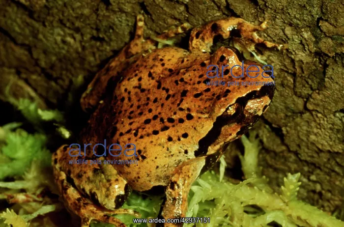 : Sphagnum frog - a small frog with restricted distribution : Sphagnum frog - a small frog with restricted distribution