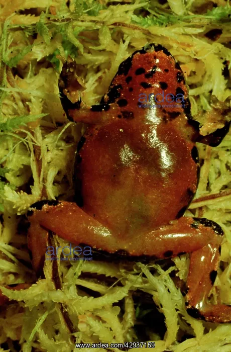 : Sphagnum frog - underside. Small frog with restricted : Sphagnum frog - underside. Small frog with restricted