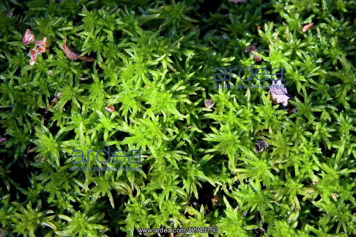 : Sphagnum Moss - Close up of specimen growing in a bog : Sphagnum Moss - Close up of specimen growing in a bog