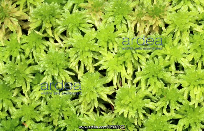 : Sphagnum MOSS - close-up : Sphagnum MOSS - close-up