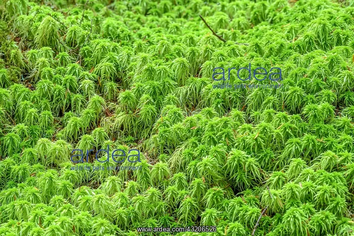 : Sphagnum in the rainforest of the Pacific littoral : Sphagnum in the rainforest of the Pacific littoral