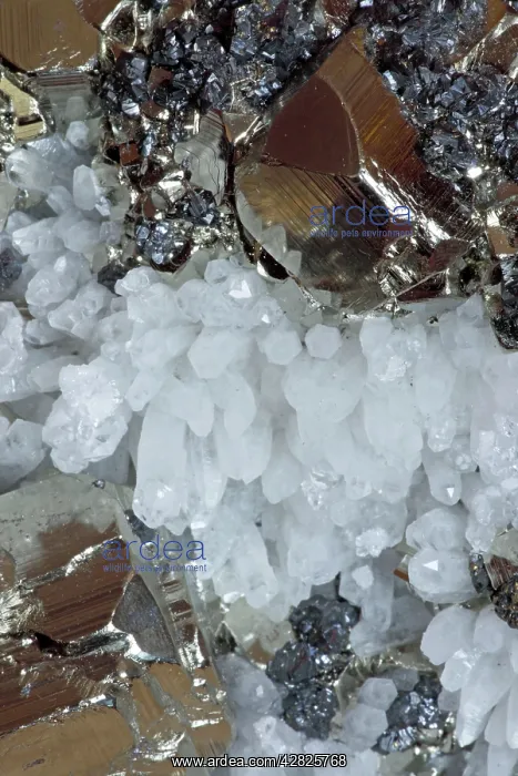 : Sphalerite (dark color) - Pyrite (golden color) : Sphalerite (dark color) - Pyrite (golden color)