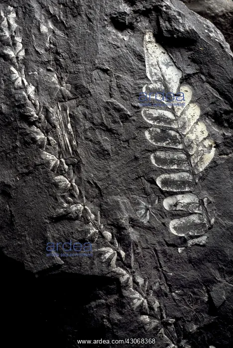  : Sphenophyllum & Neuropteris Fossils